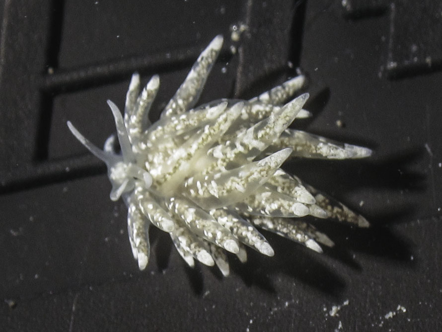 Phestilla sp.